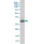 KLK8 monoclonal antibody (M01), clone 2F11 Western Blot analysis of KLK8 expression in A-431 ( Cat # L015V1 ).