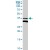 APOL2 MaxPab rabbit polyclonal antibody. Western Blot analysis of APOL2 expression in human kidney.