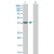 Western Blot analysis of APOL2 expression in transfected 293T cell line (H00023780-T02) by APOL2 MaxPab polyclonal antibody.

Lane 1: APOL2 transfected lysate(37.10 KDa).
Lane 2: Non-transfected lysate.
