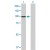Western Blot analysis of ATP2C1 expression in transfected 293T cell line (H00027032-T01) by ATP2C1 MaxPab polyclonal antibody.
Lane 1: ATP2C1 transfected lysate(101.09 KDa).
Lane 2: Non-transfected lysate.