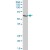 CHIA MaxPab polyclonal antibody. Western Blot analysis of CHIA expression in human liver.