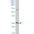 AK3 MaxPab rabbit polyclonal antibody. Western Blot analysis of AK3 expression in HeLa.
