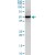 ABHD5 polyclonal antibody (A02), Lot # 060103JC01. Western Blot analysis of ABHD5 expression in PC-12.