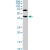 ABHD5 monoclonal antibody (M01), clone 1F3. Western Blot analysis of ABHD5 expression in Jurkat(Cat # L017V1 ).