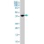 ABHD5 monoclonal antibody (M02), clone 4B12 Western Blot analysis of ABHD5 expression in A-431 ( Cat # L015V1 ).
