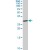 HSD17B12 polyclonal antibody (A01), Lot # 060803QCS1. Western Blot analysis of HSD17B12 expression in SJCRH30.