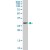 HSD17B12 monoclonal antibody (M08), clone 4G11. Western Blot analysis of HSD17B12 expression in Jurkat(Cat # L017V1 ).