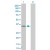 Western Blot analysis of HSD17B7 expression in transfected 293T cell line (H00051478-T02) by HSD17B7 MaxPab polyclonal antibody.
Lane 1: HSD17B7 transfected lysate(38.20 KDa).
Lane 2: Non-transfected lysate.