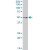 KRT20 MaxPab rabbit polyclonal antibody. Western Blot analysis of KRT20 expression in human colon.