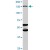 ABCC11 MaxPab polyclonal antibody. Western Blot analysis of ABCC11 expression in HepG2.