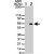 Western blot analysis of AKT1. Using AKT1 (phospho-S473) monoclonal antibody, clone 104A282 ( Cat # MAB0065 ) at 2 µg/ml against 10 µg/lane of untreated ( lane 1 ) and PDGF treated ( lane 2 ) NIH/3T3 lysate.