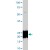 Western analysis of cell extracts from 293 cells transfected with Flag-Bad, using Bad (phospho S155) monoclonal antibody, clone 27AT381 ( Cat # MAB0113 ).