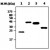 Immunoblot analysis of cell lysates. Lane 1 : His/Bcl2. Lane 2 : His/Erk1. Lane 3 : His/MEK3. Lane 4 : His/Cdc2.
