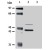 Western blotting analysis of whole cell lysate of MCF - 7 human breast adenocarcinoma cell line. Lane 1 : MW standard. Lane 2 : Immunostaining with KRT5 / KRT18 monoclonal antibody, clone C - 50 ( Cat # MAB0853 ) . Lane 3 : Immunostaining with Isotype mouse IgG1 control.