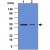 Western blot analysis of cell lysates ( each 40 µg ) . Lane 1 : Ramos. Lane 2 : Jurkat. To probed with CASP2 monoclonal antibody , clone 1C10 ( 1 : 500 ) ( Cat # MAB1084 ) . Proteins were visualized using a goat anti - mouse secondary antibody conjugated to HRP and a ECL detection system.
