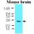 Western blot analysis of mouse brain extracts ( 50 µg ) were resolved by SDS - PAGE , transferred to NC membrane and probed with YWHAE monoclonal antibody , clone 5A5 ( 1 : 1000 ) ( Cat # MAB1125 ) . Proteins were visualized using a goat anti - mouse secondary antibody conjugated to HRP and an ECL detection system.