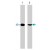 Western blot analysis of A-431 cells, serum starved overnight (lane 1) or treated with calyculin A (100 nM) for 30 min. (lane 2). The blot was probed with AKT1 monoclonal antibody, clone M101 ( Cat # MAB1364 ).