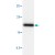 Western blot analysis of BAX expression in HeLa cell lysate.