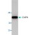 Western blot analysis of CASP4 expression in 293 cell lysate.