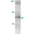 Western blot of hippocampal lysate showing specific immunolabeling of the ~58k THRA protein. Using THRA monoclonal antibody, clone 1330 ( Cat # MAB1781 ).