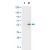 Western blot using AKT1 (phospho S473) monoclonal antibody, clone 17B6.B11.A12.C3.G7.G12 ( Cat # MAB1919 ) shows detection of phospho-AKT1 ( indicated by arrowhead at ~56 kDa ) on PDGF stimulated NIH/3T3 cell lysates ( lane 2 ).
No reactivity is seen for non-phosphorylated AKT1 in untreated cells ( lane 1 ).
Each lane contained approximately 10 µg of lysate.
All samples were loaded on to a 4-20% gradient gel for separation.
After electrophoresis, the gel was blocked with 5% BLOTTO in TBS for 90 min at RT.
The membrane was probed with the primary antibody at a 1:10,000 dilution in TBS with 0.05% Tween-20 with 1% BSA, for 1 h at 4°C. For detection HRP conjugated Gt-a-Mouse IgG was used at a 1:20,000 dilution for 1 h at 4°C with FemtoMaxTM enhanced chemiluminescent reagent.
Images were captured using 2X2 binning for 10-20 sec using a BioSpectrum Imaging System ( UVP Ltd. ).
