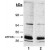 Detection of ATP1B1 in rat kidney homogenates ( 20 µg ) using ATP1B1 monoclonal antibody, clone 464.8 (also known as 8A) ( Cat # MAB2323 ).
Lane 1, 1 : 2,500 primary antibody.
Lane 2, 1 : 5,000 primary antibody.