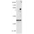 Western blot analysis of PPP2CA usingPPP2CA monoclonal antibody, clone TQ11-1G6 ( Cat # MAB2390 ) at 1 : 1000 dilution. Lane1 : vector, Lane2 : PPP2CA over expressed, Lane3 : Flag/PPP2CA.