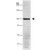 Western blot analysis detecting ATP1B1 in porcine proximal tubule protein, using ATP1B1 monoclonal antibody, clone 464.6 ( Cat # MAB2407 ).