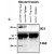 IP/Western blot analysis of Bim expression in ( C ) depicts the ability of Bcl2l11 monoclonal antibody, clone 14A8 ( Cat # MAB3704 ) to immunoprecipitate BimL and BimEL from lysates of spleen and thymus from normal mice, but not from Bim-deficient mice.
