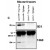 IP/Western blot analysis of Bim expression in ( C ) depicts the ability of Bcl2l11 monoclonal antibody, clone 5E5 ( Cat # MAB3705 ) to immunoprecipitate BimL and BimEL from lysates of spleen and thymus from normal mice, but not from Bim-deficient mice.