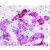 Immunohistochemistry: Beclin 1 Antibody [Biotin] [NB500-249B] - Pheochromocytes of the Adrenal Medulla 40x.