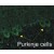 P2x2 staining of Cerebellar Purjinke cell layer. ~50 μm sections from 3 brains from P15 rats. http://stke.sciencemag.org/cgi/data/sigtrans;1/41/ra8/DC1/1
