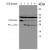 Immunoblots of extracts from 2 x 105 human Jurkat cells treated with staurosporine (STS, 1 μg/mL) for the indicated times. Samples were electrophoresed on 15% gels and immunoblotting was with 1.0 μg/mL goat anti-Caspase-9 that detects the precursor and 34 and 37 kDa forms of pro + LSU.