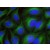 HeLa cells were stained with alpha Tubulin mouse mAb (Clone 5-B-1-2) and Chromeo 488 Goat anti-mouse IgG. The nuclei have been counterstained with DAPI. 