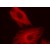 HeLa cells were stained with rabbit alpha Tubulin polyclonal antibody and Chromeo 494 Goat anti-rabbit IgG.
