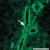 CD39 distribution in rat pancreatic ducts. J Physiol (2003), 551.3, pp. 881-892 © Copyright 2003 The Physiological Society. DOI: 10.1113/jphysiol.2003.049411