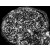 MMP-2 staining of cross-section of injured rat nerve showing MMP2 expression by Schwann cells and other reactive cells.