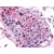 5HT-1E staining of paraffin embedded testis.