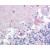 BAD staining of Human Brain, Cerebellum: Formalin-Fixed Paraffin-Embedded (FFPE).