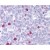 BAX staining of Tonsil: Formalin-Fixed Paraffin-Embedded (FFPE).