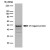 Western Blot: V5-TAG Antibody [NB100-62264] - V5 tagged protein detected with Mouse anti V5-tag