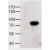 Western Blot: ABCD1 Antibody [NB100-96913]-HEK293 overexpressing human ABCD1 and probed at 1ug/ml (mock transfection in first lane).