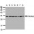 Western Blot: 14-3-3 Tau Antibody [NBP1-31537] - Western Blot analysis of NBP1-31537 on: A: 293T B: A431 C: H1299 D: HeLa S3 E: Hep G2 F: MOLT4 G: Raji 12% SDS PAGE gel, diluted at 1:1000.