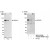 Western Blot and Immunoprecipitation: WRNIP1 Antibody [NB110-61626] - Whole cell lysate from HeLa cells. A trace amount of WRNIP1 was also immunoprecipitated by another rabbit anti-WRNIP1 antibody.
