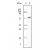 Western Blot: CK1 Antibody (PMC01) [NB110-89450] - truncated CK1 recombinant protein.