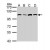 Western Blot: alanyl-tRNA synthetase  Antibody [NBP1-31706] - (30 ug of whole cell lysate)  A: A431  B: H1299  C: Hela  D: Hep G2  7.5% SDS PAGE diluted at 1:1000