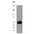 Western Blot: TNFSF9 Antibody (EPR1172Y) [NBP1-40426] - Western blot analysis on 293T cell lysate using anti-4-1BBL, dilution 1:2000.