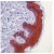 Immunohistochemistry-Paraffin: 14-3-3 sigma Antibody (SPM159) [NBP1-46954] - Human skin stained with anti-14.3.3-sigma antibody.