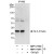 Western Blot: 14-3-3 theta Antibody [NBP1-71900]- Whole cell lysate (1 mg for IP, 20% of IP loaded) from HeLa cells.    Affinity purified rabbit anti-14-3-3-theta antibody  used for IP at 6 mcg/mg lysate.  14-3-3-theta was also immunoprecipitated by rabbit anti-14-3-3-theta antibody NBP1-71901, which recognizes a downstream epitope.