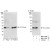 Western Blot: 14-3-3 theta Antibody [NBP1-71901]-Whole cell lysate from HeLa (5, 15 and 50 mcg for WB; 1 mg for IP, 20% of IP loaded), 293T (T; 50 mcg) and mouse NIH3T3 (M; 50 mcg) cells.   Antibodies: Affinity purified rabbit anti-14-3-3-theta antibody used for WB at 0.1 mcg/ml (A) and 1 mcg/ml (B) and used for IP at 6 mcg/mg lysate.  14-3-3-theta was also immunoprecipitated by rabbit anti-14-3-3-theta antibody NBP1-71900, which recognizes an upstream epitope.
